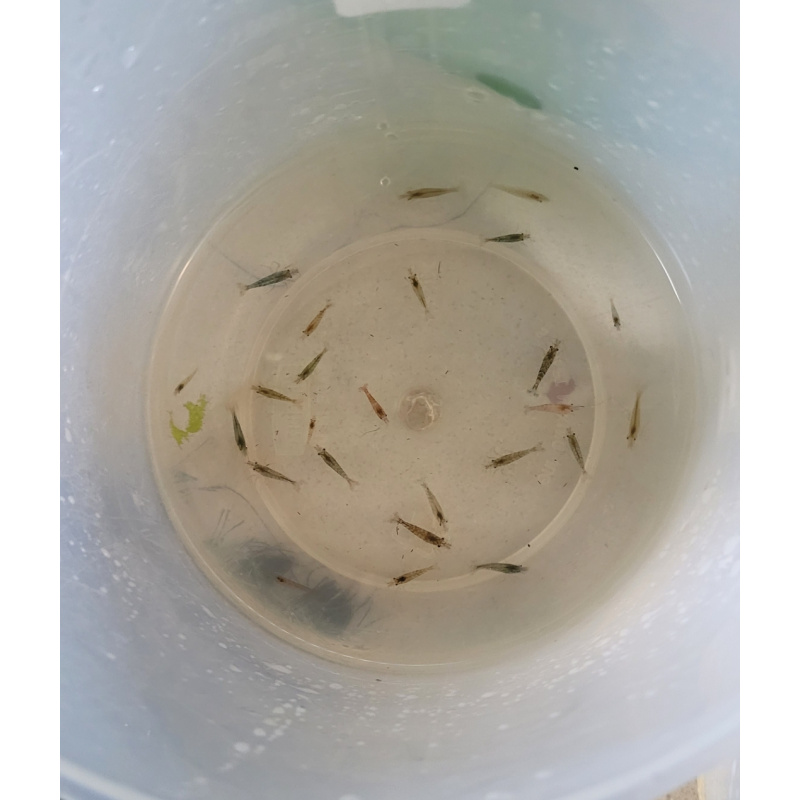 20 X Mix Cull Skittles + 5 Free. Neocaridina Shrimp. Free Plant included