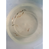 20 X Mix Cull Skittles + 5 Free. Neocaridina Shrimp. Free Plant included