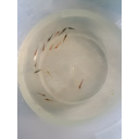 10 + 2 Free Cull Shrimp + free Plant