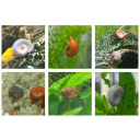 50x Ramshorn Snails Mixed: Blue, Brown, Pink, Orange, Spotted, & Plain
