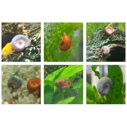 50x High Grade Ramshorn Snails Mixed: Blue, Brown, Pink, Orange, Spotted, & Plain