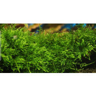 Mix of 4 live Aquarium Plants