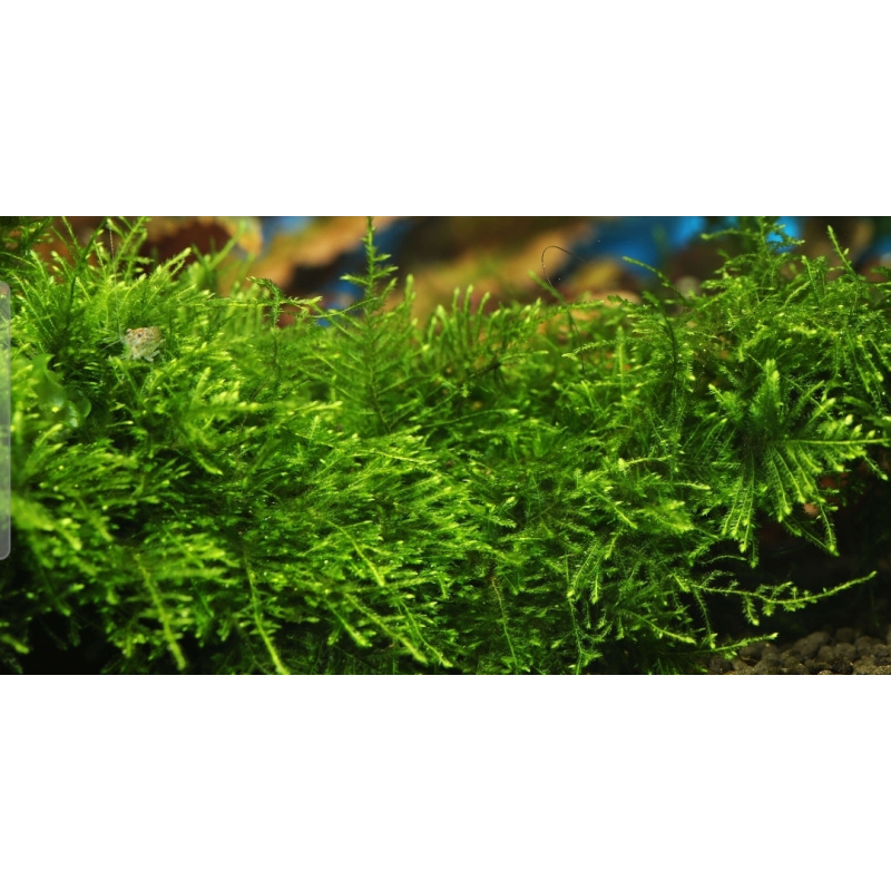 5 Aquatic Plant's. Duckweed. Guppy Grass. Moss. Hornwort. Water lettuce.