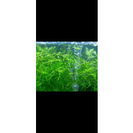 Guppy Grass. 100g live Aquarium Plant. Very large amount