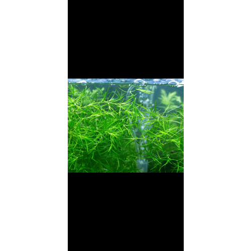 Guppy Grass. 100g live Aquarium Plant. Very large amount