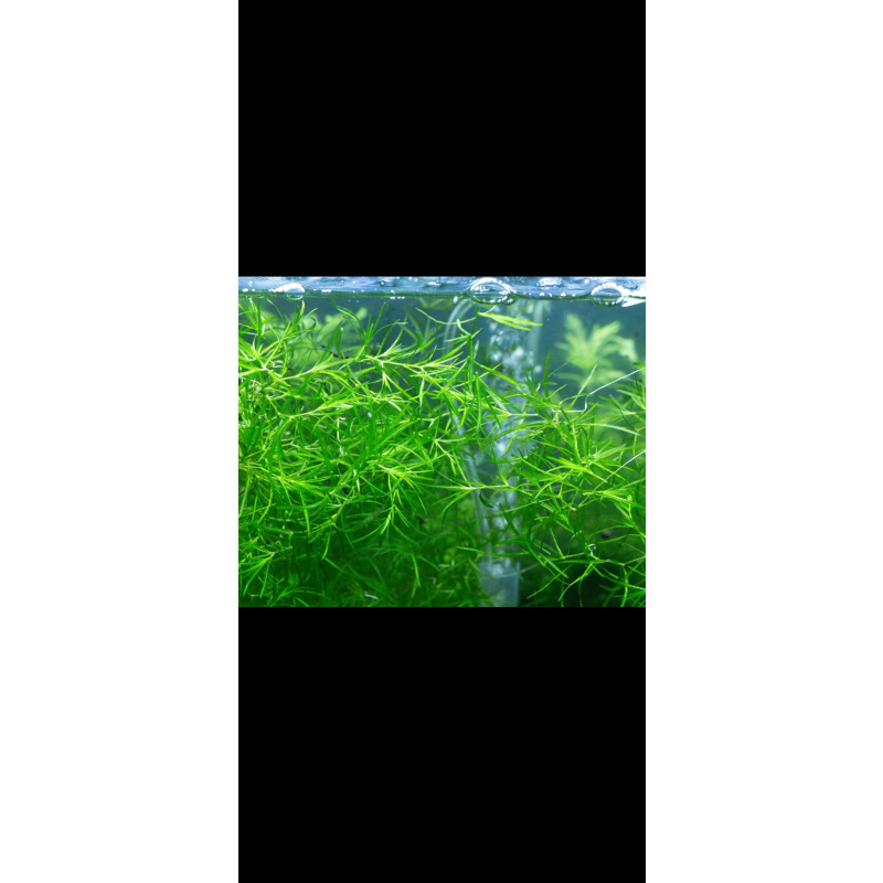 20 X Mix Cull Skittles + 5 Free. Neocaridina Shrimp. Free Plant included