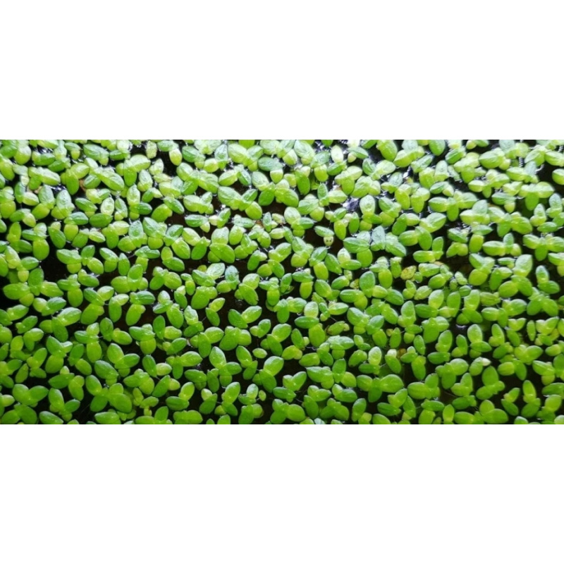 5 Aquatic Plant's. Duckweed. Guppy Grass. Moss. Hornwort. Water lettuce.