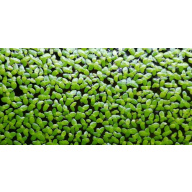 Duck weed.live Aquarium Plant. Very large amount