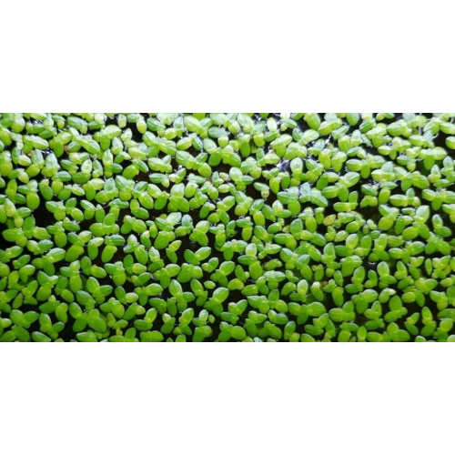 Duck weed.live Aquarium Plant. Very large amount