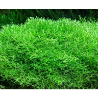 Riccia. Floating Aquarium Plant. 25 Grams.