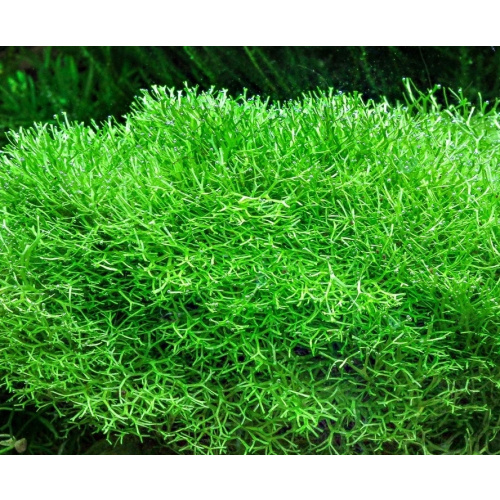 Riccia. Floating Aquarium Plant. 25 Grams.