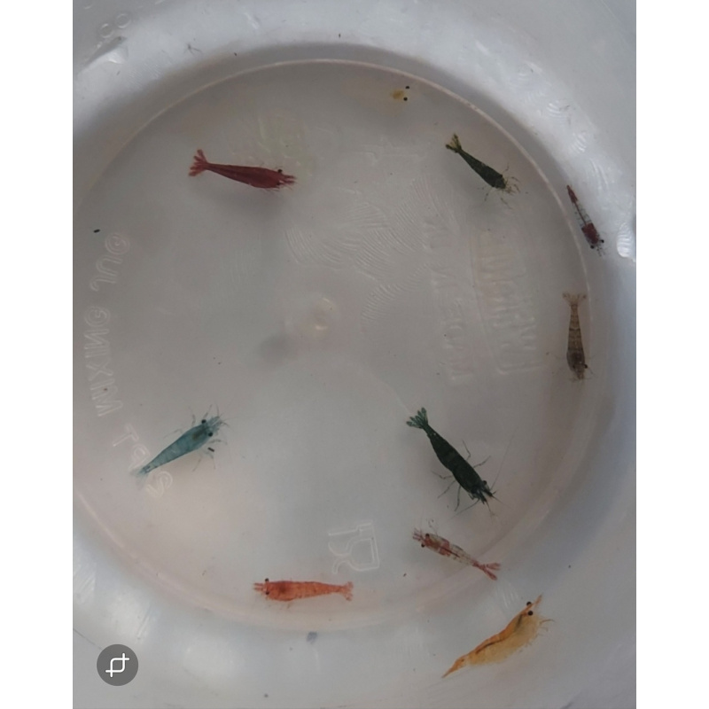 20+4 free Mixed Colour Shrimp. Free Plant