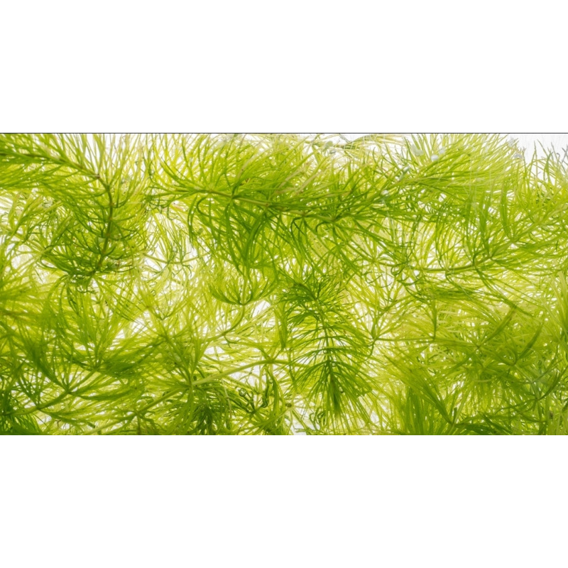 5 Aquatic Plant's. Duckweed. Guppy Grass. Moss. Hornwort. Water lettuce.