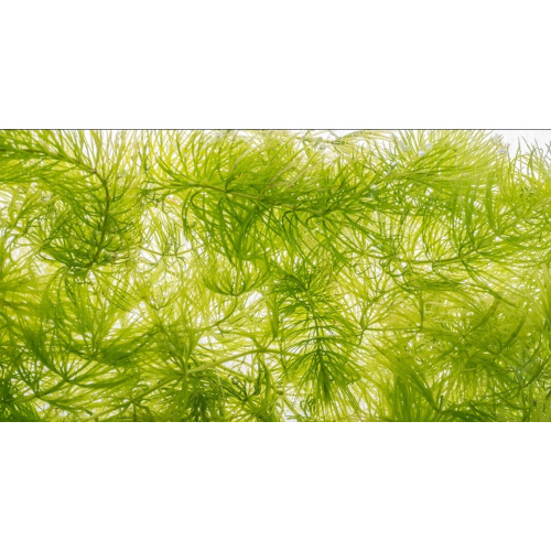 Large amount of Hornwort.