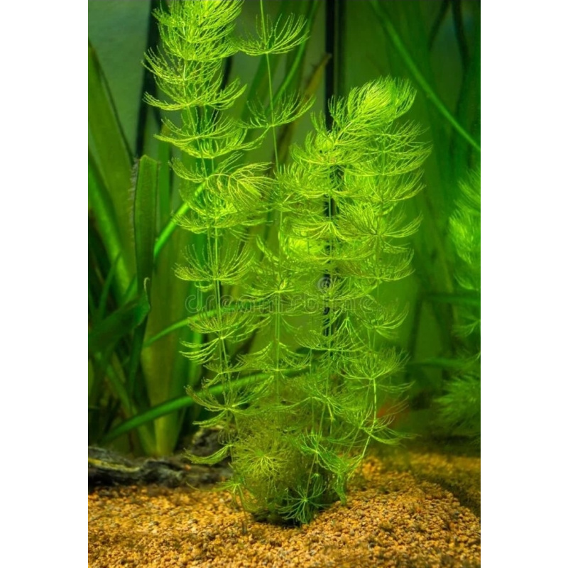 Large amount of Hornwort.