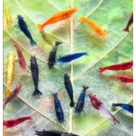 20+2 Free Mixed Skittles + Free Plant Included