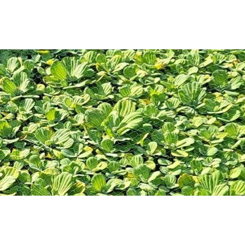 5 Aquatic Plant's. Duckweed. Guppy Grass. Moss. Hornwort. Water lettuce.