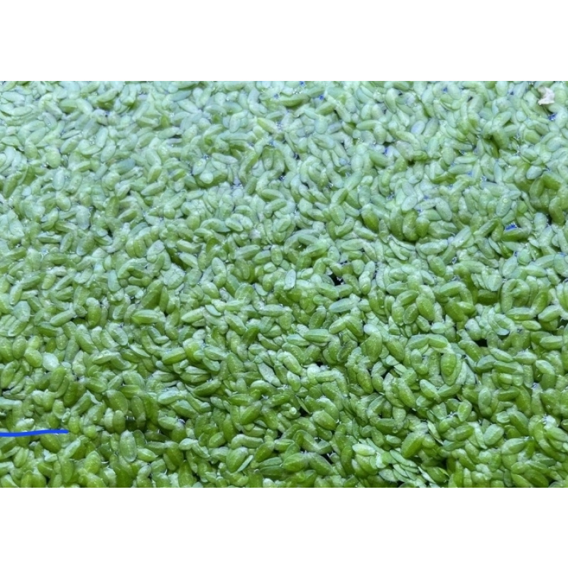 5 Aquatic Plant's. Duckweed. Guppy Grass. Moss. Hornwort. Water lettuce.