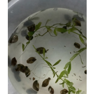 25 Bladder snails mixed sizes and colours