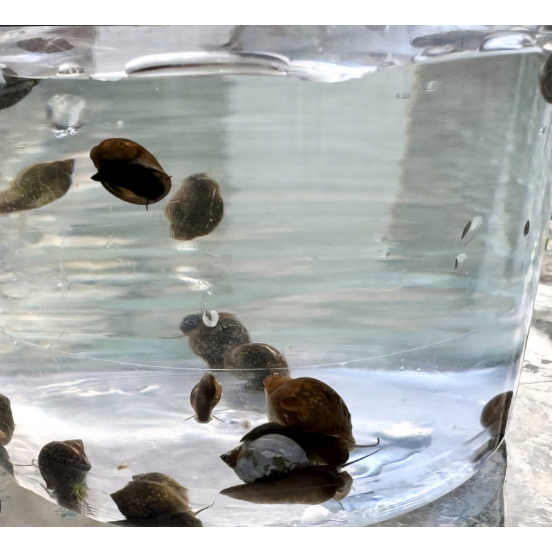 25 Bladder snails mixed sizes and colours