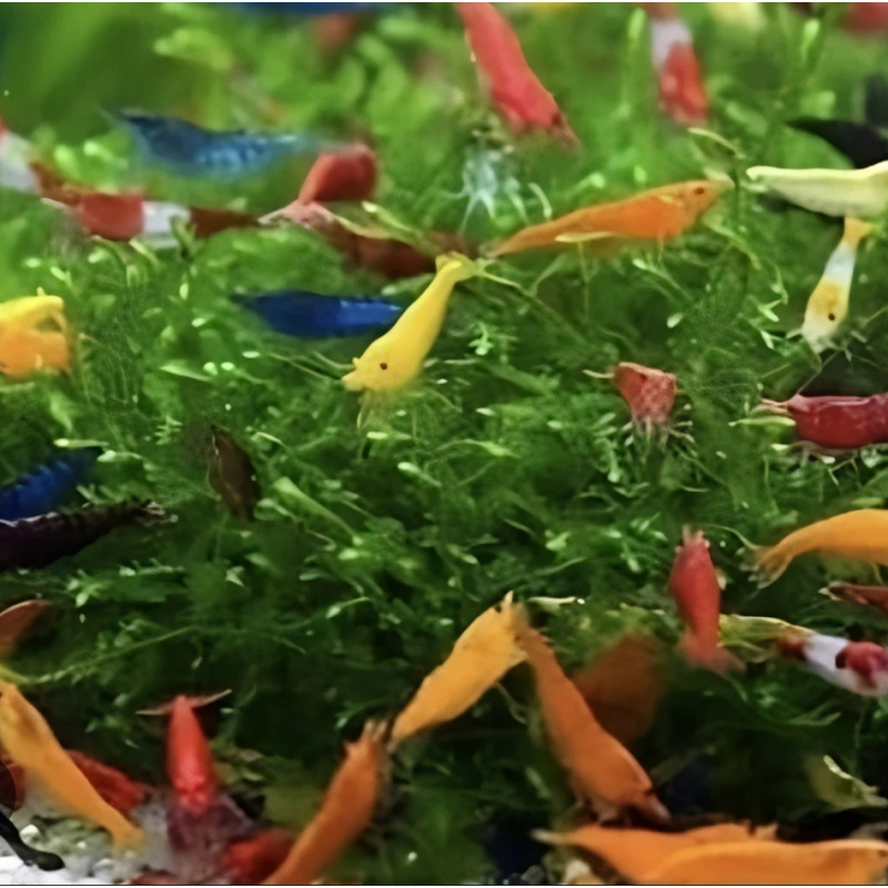20+4 free Mixed Colour Shrimp. Free Plant