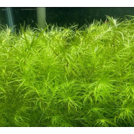 5 Aquatic Plant's. Duckweed. Guppy Grass. Moss. Hornwort. Water lettuce.
