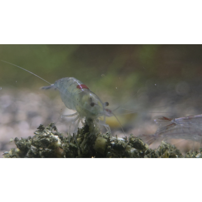 Neo Superman Shrimp 5+1