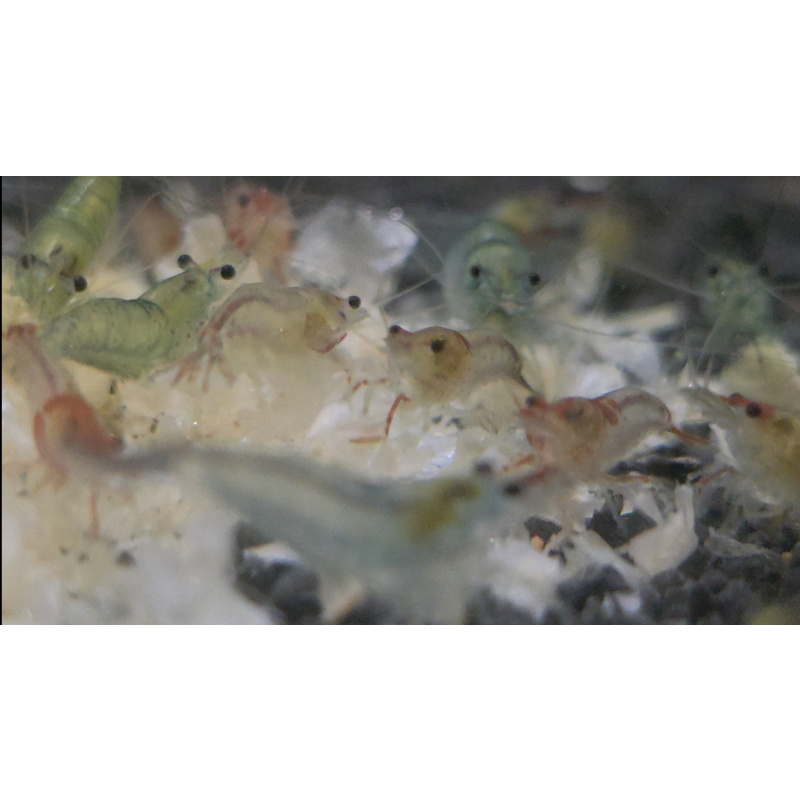 Neo Superman Shrimp 5+1