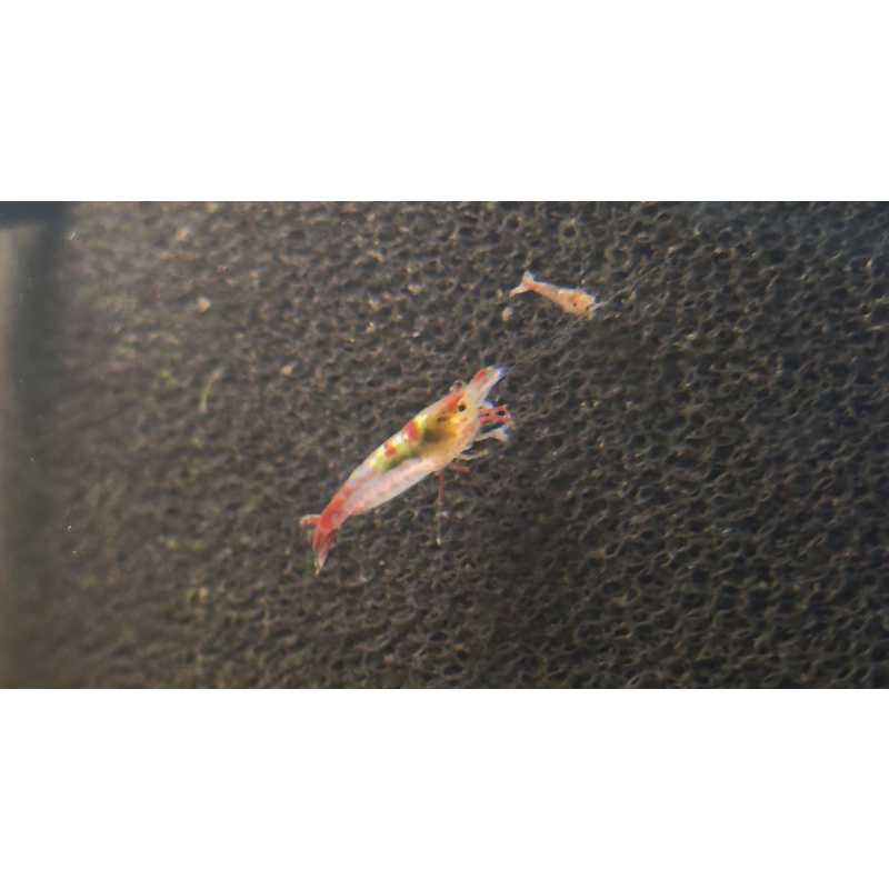 Red Rili Shrimp 6+2