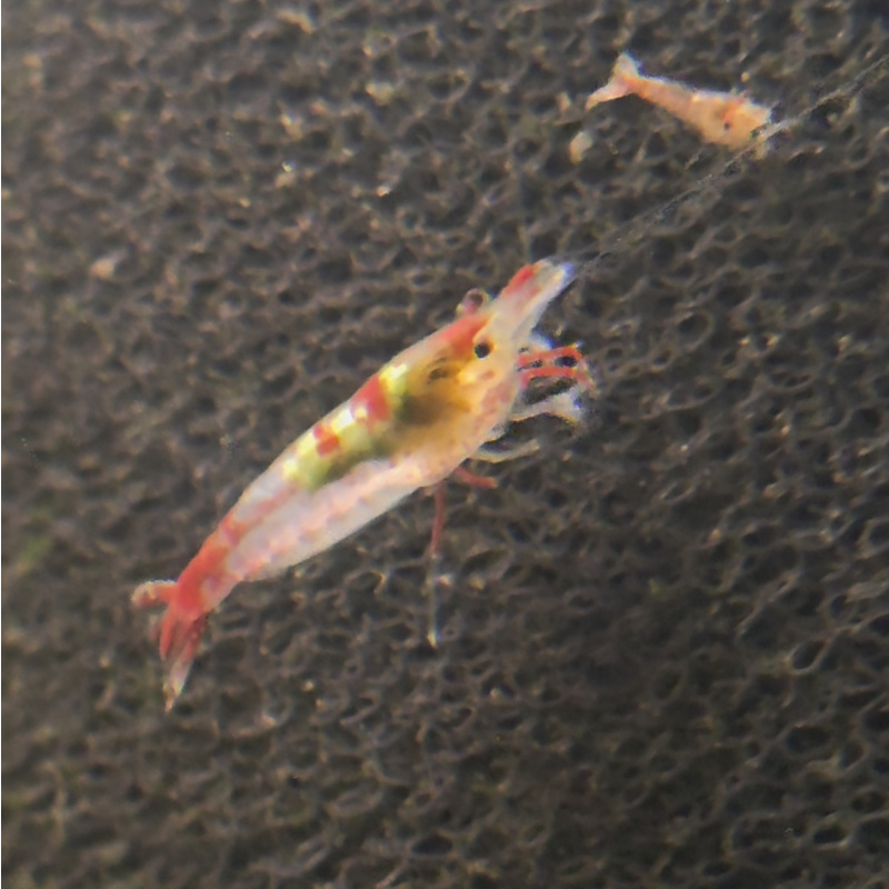 Red Rili Shrimp 10+2
