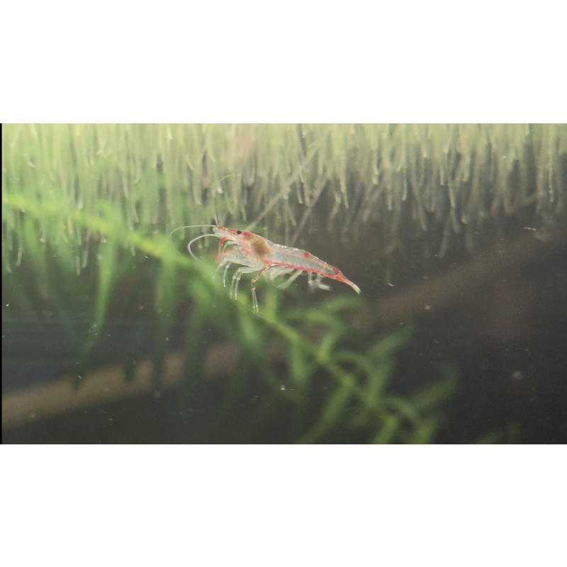 Neo Superman Shrimp 5+1