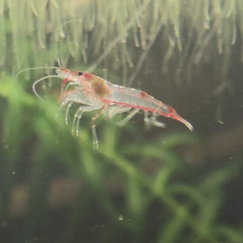 Red Rili Shrimp 10+2