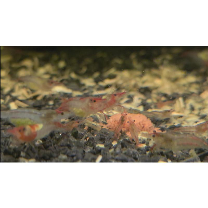 Neo Superman Shrimp 5+1