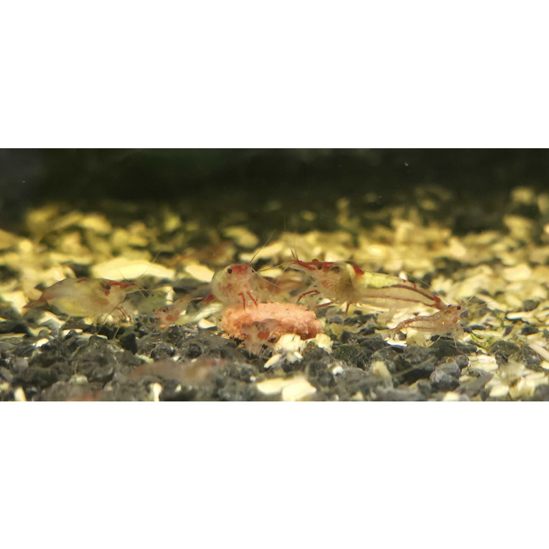 Red Rili Shrimp 6+2