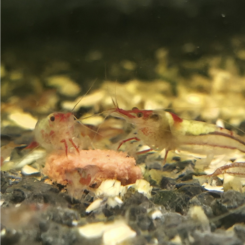 Red Rili Shrimp 10+2