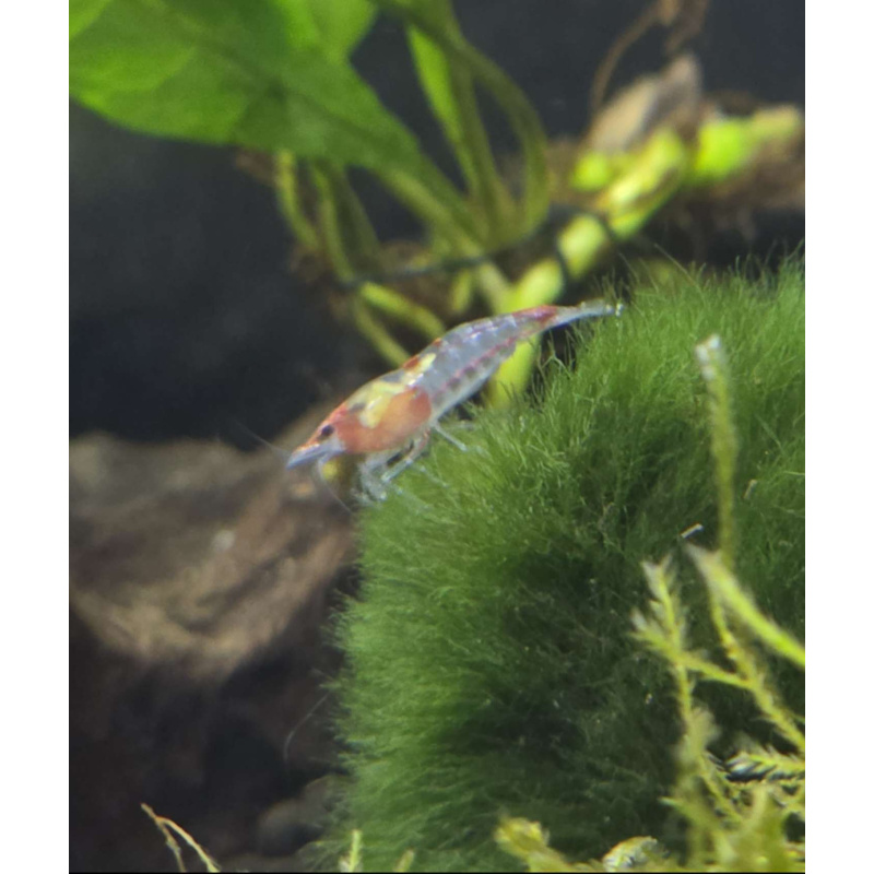 Red Rili Shrimp 6+2