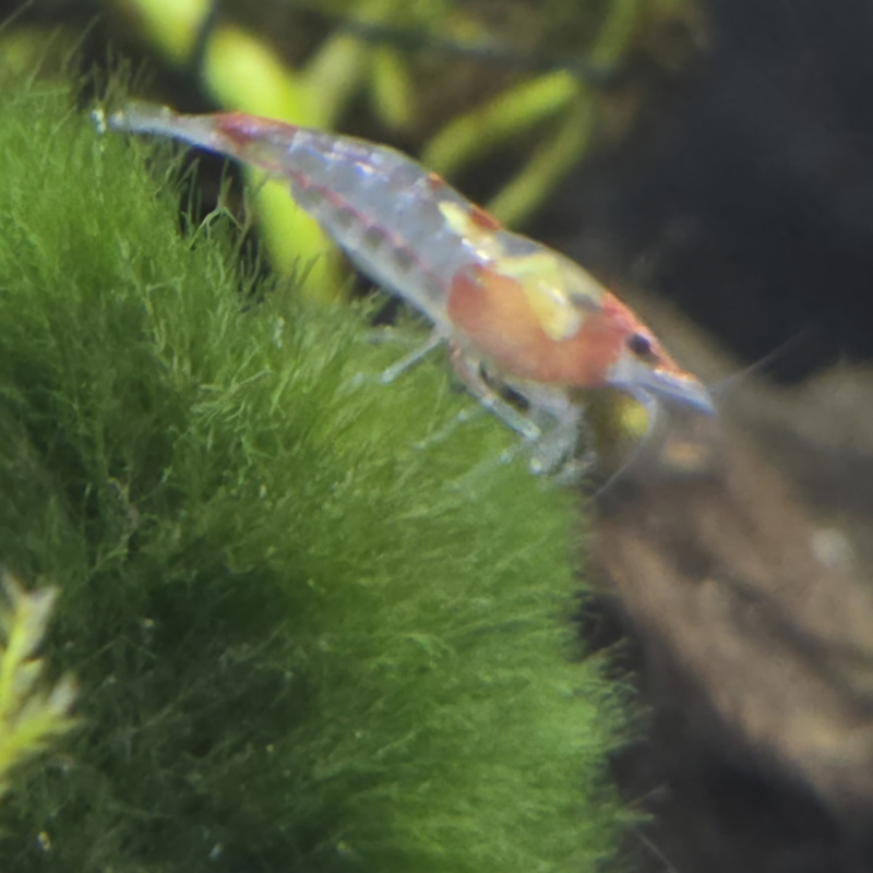 Red Rili Shrimp 10+2