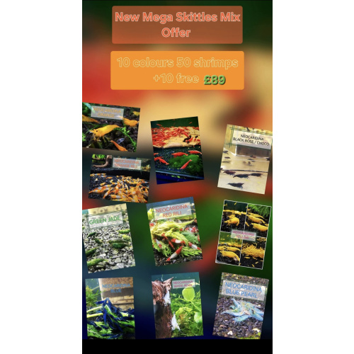 MEGA SKITTLES MIX OF 50 SHRIMPS ( 10 COLORS ) PLUS 10 EXTRA(DOA) Freshwater aquarium shrimp Size approx 1.5 - 2.0 cm