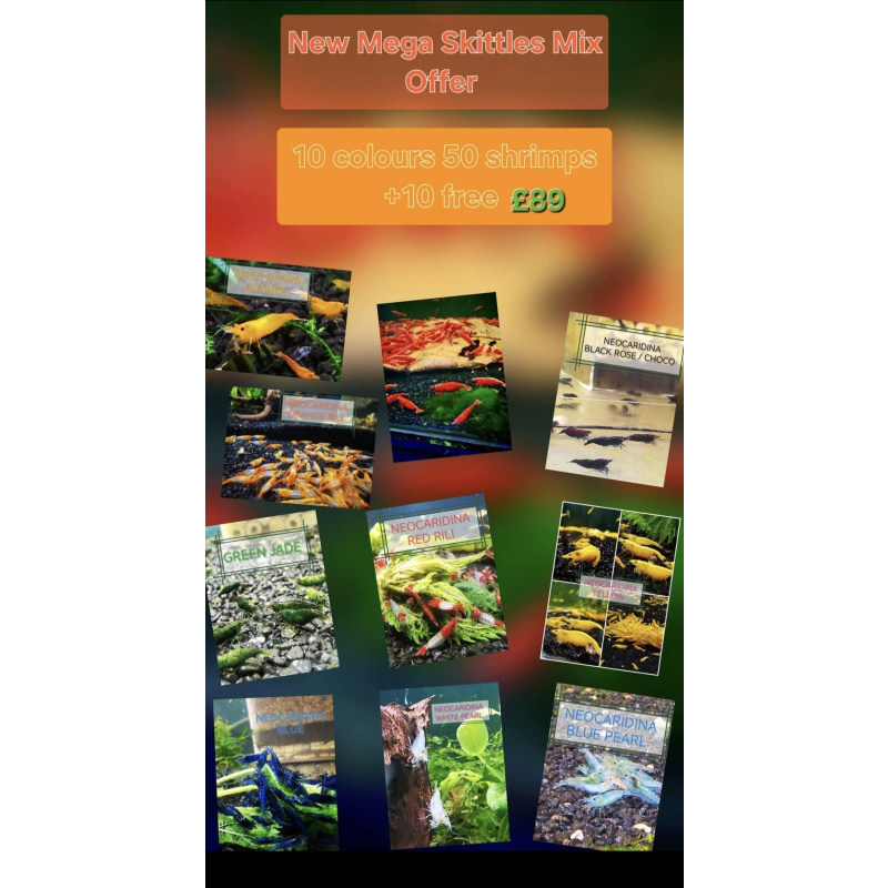 MEGA SKITTLES MIX OF 50 SHRIMPS ( 10 COLORS ) PLUS 10 EXTRA(DOA) Freshwater aquarium shrimp Size approx 1.5 - 2.0 cm