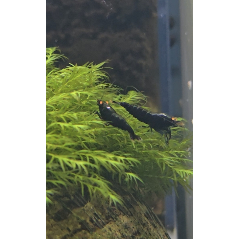 5x BLACK DEVIL ORANGE EYE HIGH GRADE- 1.0 CM