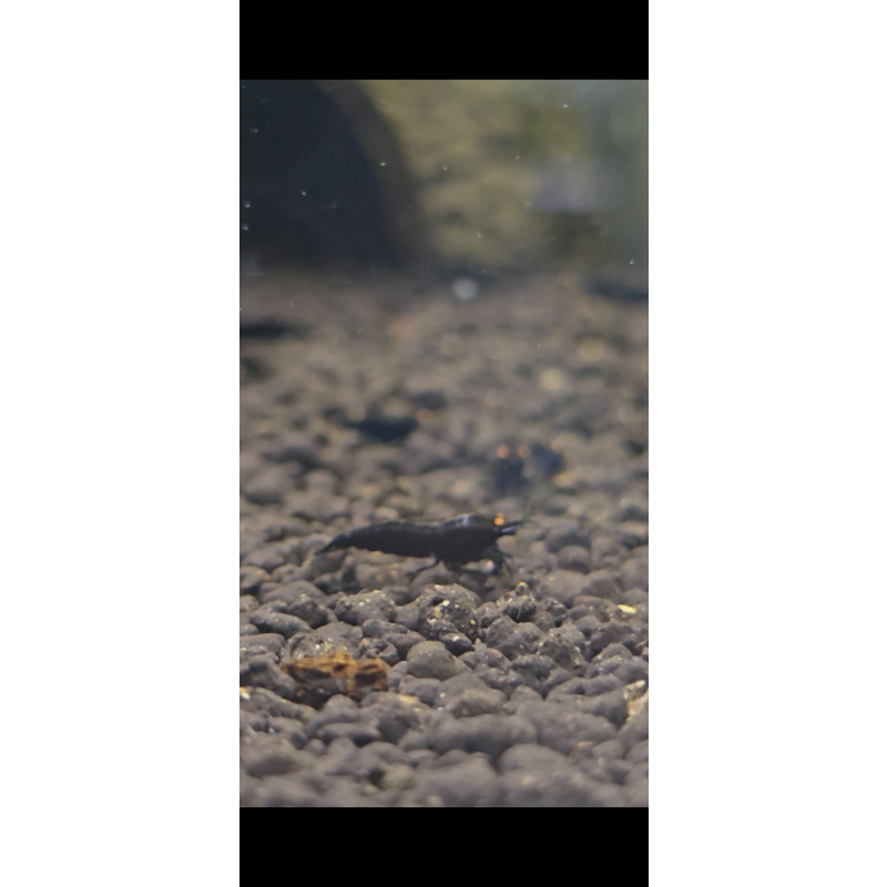 5x BLACK DEVIL ORANGE EYE HIGH GRADE- 1.0 CM