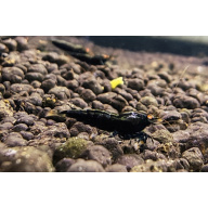 5x BLACK DEVIL ORANGE EYE HIGH GRADE- 1.0 CM
