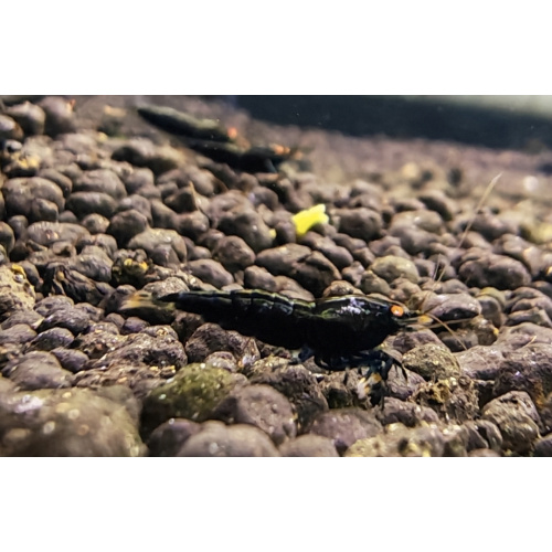 5x BLACK DEVIL ORANGE EYE HIGH GRADE- 1.0 CM