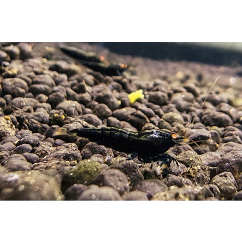 5x BLACK DEVIL ORANGE EYE HIGH GRADE- 1.0 CM