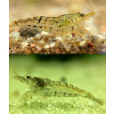 20 +4 Wild type shrimp.