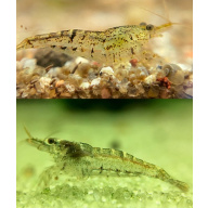 20 +4 Wild type shrimp.