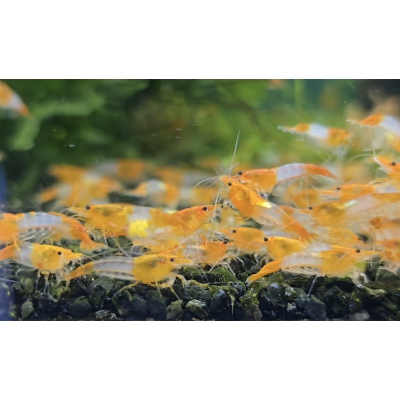 MIX OF RILI SHRIMPS ( 4 x red rili, 3 x blue rili, 3x orange rili) PLUS 2 EXTRA (DOA Policy)