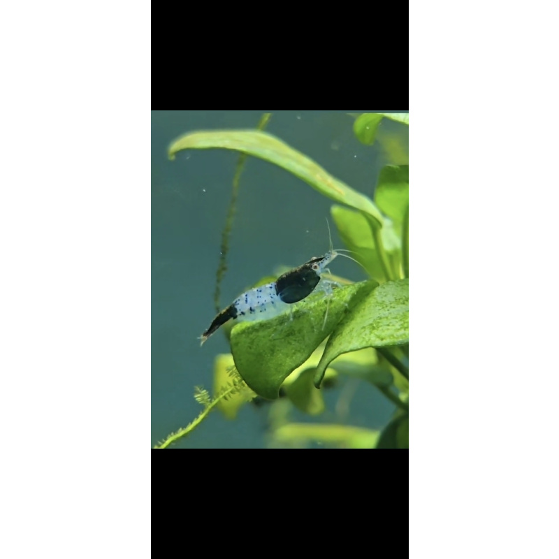 10x GREEN RILI NEOCARIDINA SHRIMP – 1.5–2.0 CM (BREEDING SIZE) + 2 EXTRA (DOA POLICY)