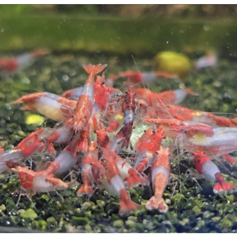 MIX OF RILI SHRIMPS ( 4 x red rili, 3 x blue rili, 3x orange rili) PLUS 2 EXTRA (DOA Policy)