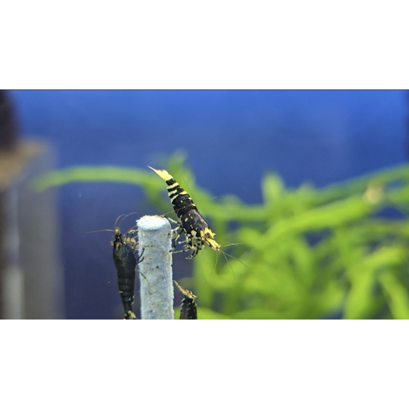 Caridina Metallic Purple Shrimp (Single) – Size: 1.2–1.5 cm